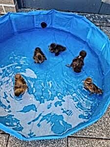Ducklings at Resi!
